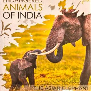 India - Endangered Animals of India - The Asian Elephant (Color Souvenir Coin) -Wood Box (Pro of Set)